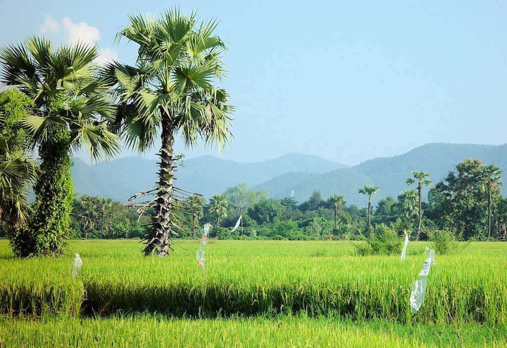 1024 Reisfeld Berge Nordthailand S