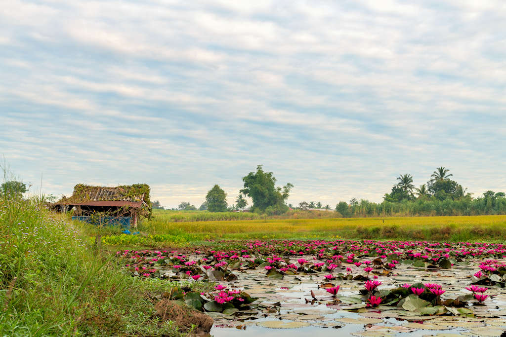 1024 countryside of Thailand with a hut a lotus pond AdobeStock 233929617