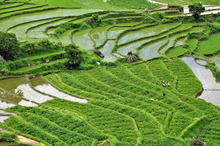 770 Bhutan Reisfeld mit laendlichen Haeusern in Bhutan shutterstock 1120613894