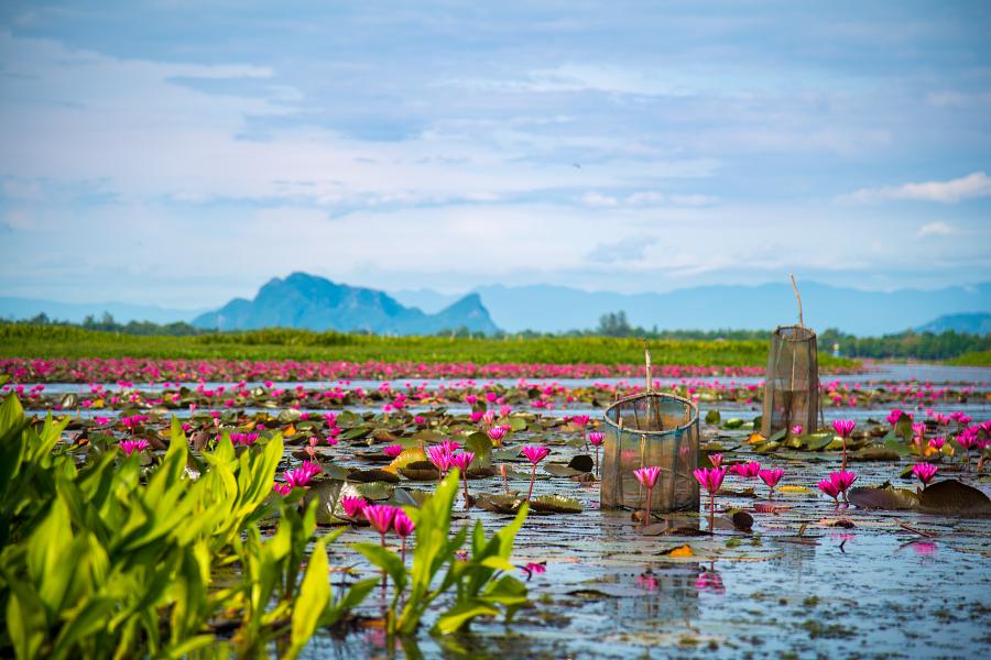 900 61191 Colorful view of pink lotus in Thale Noi Phatthalung AdobeStock 168492899