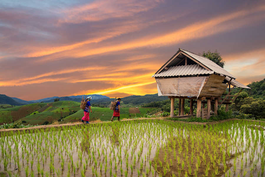 900 Hmong woman with rice field terrace background AdobeStock 116887547