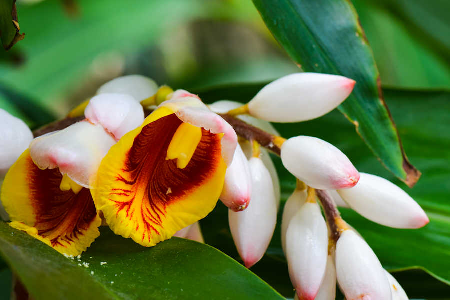 900 wild orchid flower