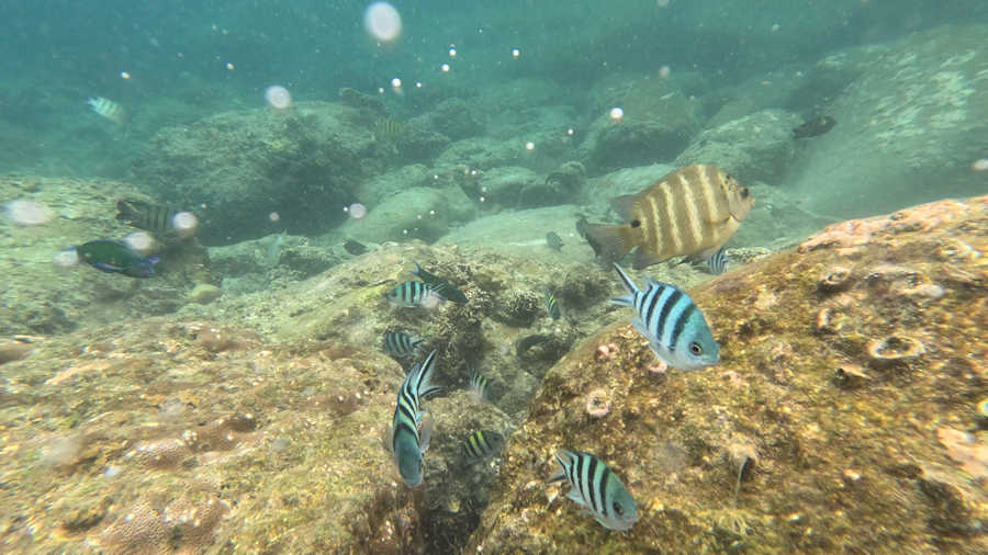 Web 900 Sai Deang Snorkeling1