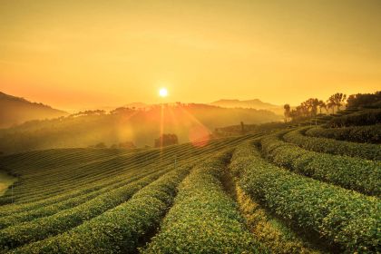 1280 Sunrise view of tea plantation landscape shutterstock 298847123