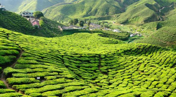 1280 Cameron Highlands Fotolia 31432090 M