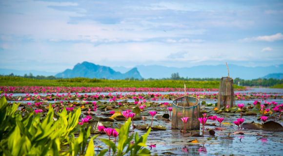 1280 Colorful view of pink lotus in Thale Noi Phatthalung AdobeStock 168492899