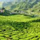 1280 Cameron Highlands Fotolia 31432090 M
