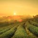 1280 Sunrise view of tea plantation landscape shutterstock 298847123
