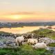 1400 IRE Irland Sunset at the lake with Sheep near Clifde shutterstock 685641709